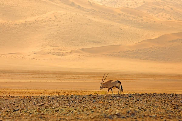 Oryx gazella gyönyörű ikonikus Nyársas antilop a Namib sivatagban, Namíbia. Oryx narancs homokdűne esti naplemente. Gemsbock nagy antilop a természetben élőhely, Sossusvlei, Namíbia. — Stock Fotó