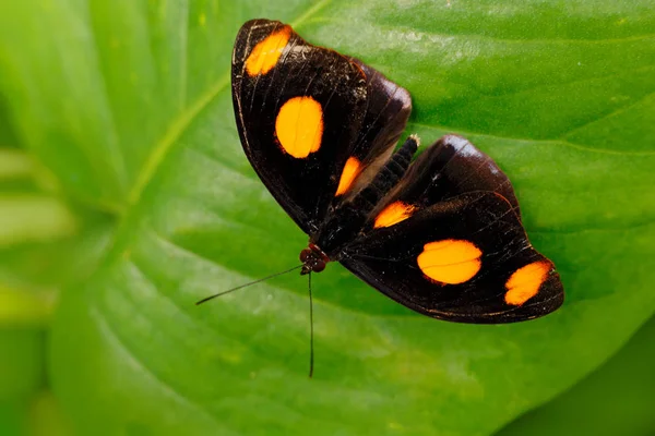 녹색 잎에 앉아 코스타리카에서 아름다운 나비. 날개에 주황색 반점이있는 검은 나비결정하지 않은 경우. — 스톡 사진