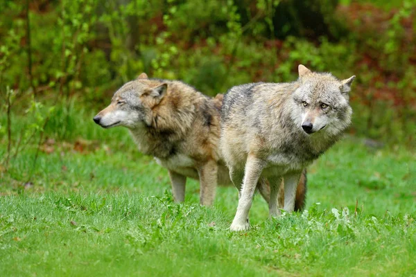 Szary wilk, Canis lupus, w świetle wiosennym, w lesie z zielonymi liśćmi. Wilk w naturalnym siedlisku. Dzikie zwierzę w liście pomarańczy na ziemi, Niemcy. — Zdjęcie stockowe