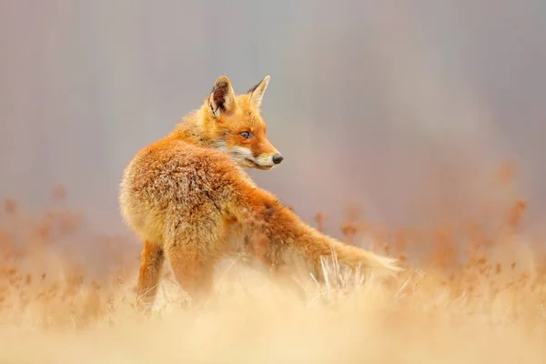 レッドフォックスの狩猟、彫刻、ヨーロッパからの野生動物のシーン。自然の生息地でオレンジの毛皮のコート動物。緑の森の牧草地の狐. — ストック写真