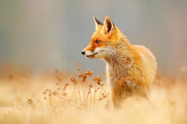 Red Fox jakt, Vulpes vulpes, vilda djur scen från Europa. Apelsinpälsdjur i naturmiljön. Räv på den gröna skogsängen. — Stockfoto