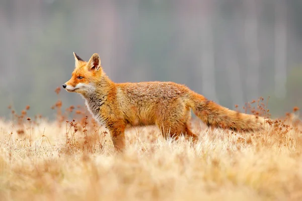 Red Fox jakt, Vulpes vulpes, vilda djur scen från Europa. Apelsinpälsdjur i naturmiljön. Räv på den gröna skogsängen. — Stockfoto