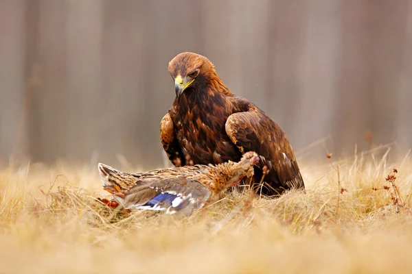 Golden Eagle si nutre di anatra assassina, prima neve in natura. Uccello bruno nell'habitat naturale, Germania. Bird bahaviour, scena della fauna selvatica dalla natura . — Foto Stock