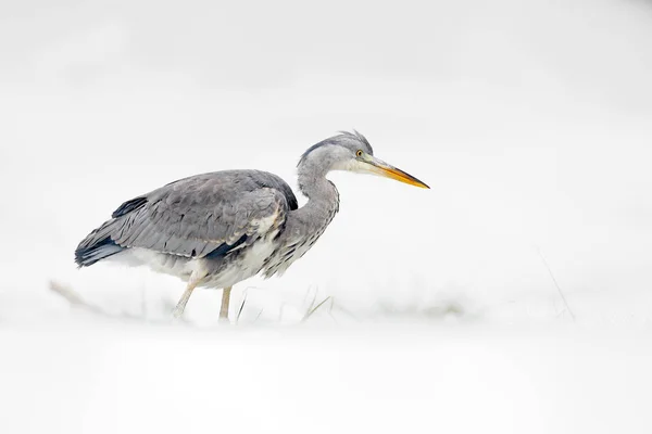 Garza gris en nieve blanca, viento durante el frío invierno. Escena de fauna de Polonia naturaleza. Tormenta de nieve con ave. Garza con nieve en el hábitat natural . —  Fotos de Stock