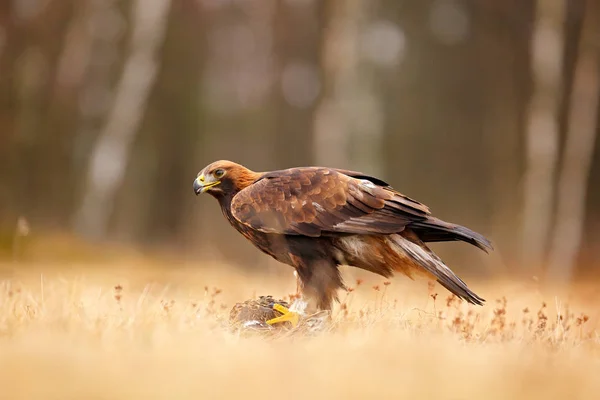 Gouden adelaar voeden op Kill Duck, eerste sneeuw in de natuur. Bruine grote vogel in de natuur habitat, Duitsland. Vogel bahaviour, Wildlife scene uit de natuur. — Stockfoto