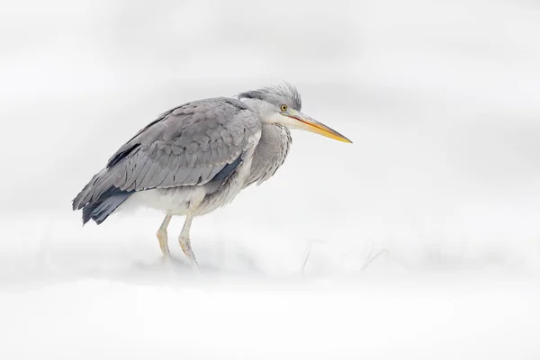 Grijze reiger in witte sneeuw, wind tijdens koude winter. Wildlife scene uit Polen natuur. Sneeuwstorm met vogel. Heron met sneeuw in de natuur habitat. — Stockfoto