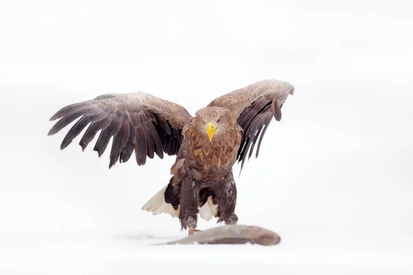 Havsörn, Haliaeetus albicilla, ROV fågel med fångad fisk karp i snöig vinter scen, djur på isen, skog natur Habitat i bakgrunden, Polen. — Stockfoto