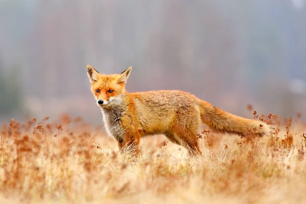 猎杀红狐、秃鹫、欧洲野生动物。橙色皮毛动物在自然界的栖息地.狐狸在绿色的森林草地上. — 图库照片