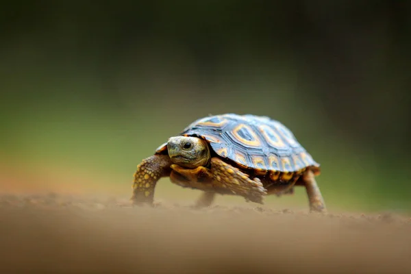 Λεοπάρδαλη χελώνα, Stigmochelys Παρδάλης, στο πορτοκαλί χωματόδρομο. Χελώνα στο πράσινο δάσος οικοτόπων, Np Κρούγκερ, Νότια Αφρική. Πρόσωπο πορτρέτο της χελώνας, σκηνή άγριας φύσης από τη φύση. — Φωτογραφία Αρχείου