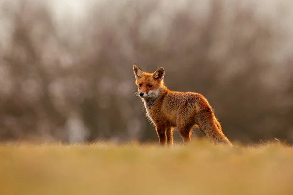 Red Fox hunting, Vulpes vulpes, wildlife scene from Europe. Orange fur coat animal in the nature habitat. Fox on the green forest meadow. — Stock Photo, Image