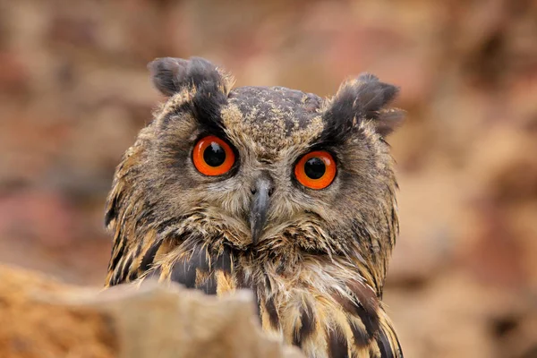 Eurasian Eagle Owl, Bubo Bubo, sentado no galho da árvore, foto da vida selvagem na floresta com cores laranja do outono, Eslováquia. Pássaro na floresta . — Fotografia de Stock