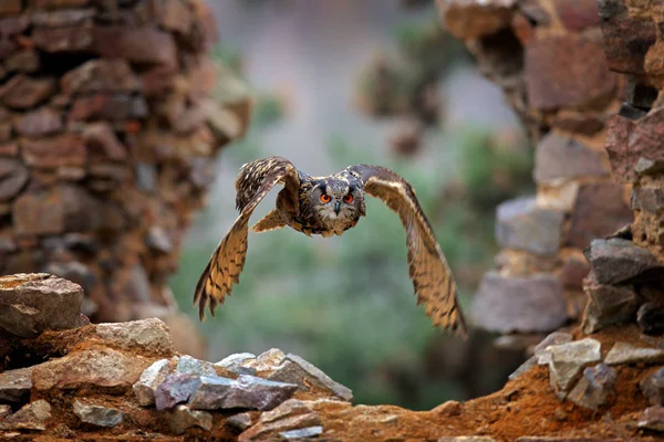 Coruja de águia, Bubo bubo, com asas abertas em voo, habitat florestal no fundo, árvores de outono laranja. Cena de vida selvagem da floresta natural, Alemanha. Pássaro na mosca, comportamento de coruja. Coruja da floresta em mosca . — Fotografia de Stock