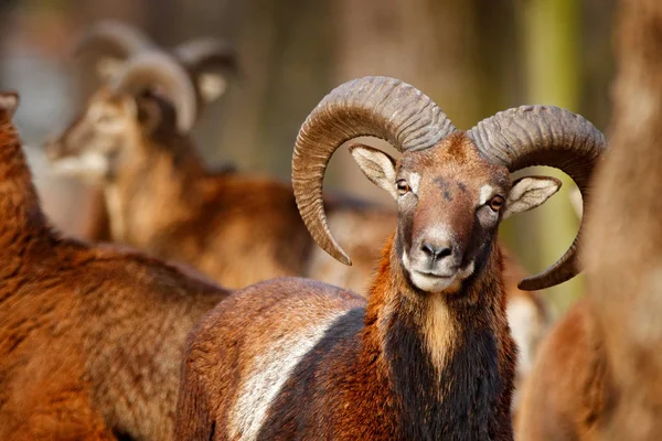 Mufflon, ovis orientalis, Porträt eines Säugetiers mit großen Hörnern, Prag, Tschechische Republik. Wildtiere bilden die Natur. tierisches Verhalten im Wald. Muflon mit großen Hörnern auf dem Kopf, im Wald. — Stockfoto