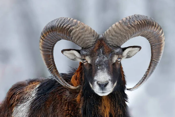 Mouflon, Ovis orientalis, szarvas állat hóban természet élőhelyén. Közelkép emlősökről nagy szarvú, Cseh Köztársaság. Hideg havas fás növényzet, fehér természet. Havas tél az erdőben. — Stock Fotó