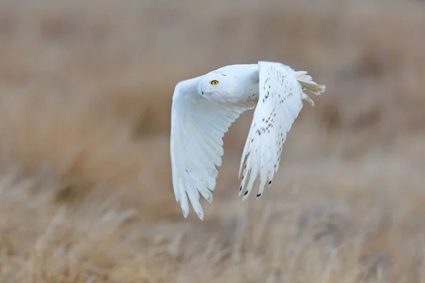 Schneeeule, Nyctea scandiaca, seltener Vogel, der am Himmel fliegt, Waldwiese im Bacjground. Winter-Action-Szene mit offenen Flügeln, Grönland. Wildszene aus der Natur. Schneeeule in der Arktis. — Stockfoto