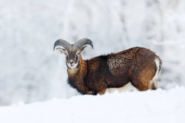 무플론 (Mouflon), 오 비스 오리엔 탈리스 (Ovis orientalis) 는 눈 자연 서식지에 사는 뿔달린 동물이다. 체코 공화국에서 큰 뿔을 가진 포유류의 근접 사진입니다. 차가운 눈이 덮인 나무들, 하얀 자연. 겨울의 눈덮인 숲. — 스톡 사진