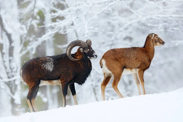 Mouflon, Ovis orientalis, animal con cuernos en el hábitat natural de la nieve. Retrato de cerca de mamífero con cuerno grande, República Checa. Vegetación fría de árboles nevados, naturaleza blanca. Invierno nevado en el bosque. — Foto de Stock