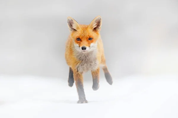 Red Fox caccia, Vulpes vulpes, fauna selvatica dall'Europa. Cappotto di pelliccia arancione animale nell'habitat naturale. Fox sul prato verde della foresta. — Foto Stock