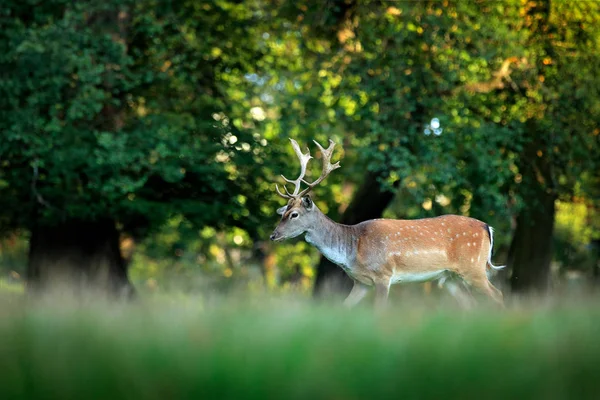 Majestic powerful adult Fallow Deer, Dama dama, on the gree grassy meadow with forest, Czech Republic, Europe. Wildlife scene from nature, Europe. tseason in the habitat, animal behaviour. — Stock Photo, Image