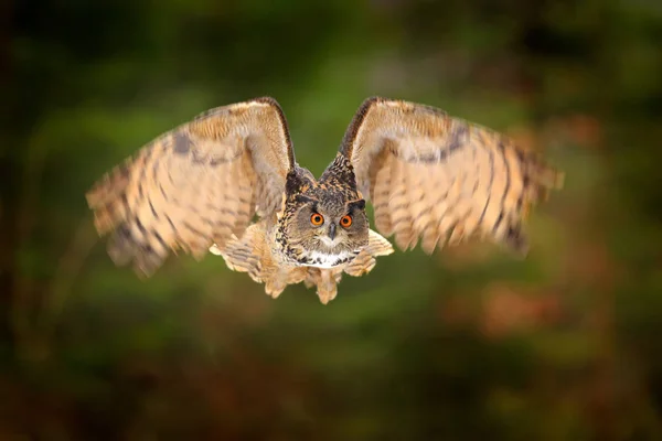 Eagle Owl, Bubo bubo, with open wings in flight, forest habitat in background, orange autumn trees. Wildlife scene from nature forest, Germany. Bird in fly, owl behaviour. Forest owl in fly. — Stock Photo, Image