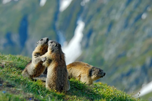 かわいい脂肪動物マルモット、自然の岩の山の生息地、アルプス、イタリアでは草の中に座っている。野生の自然からの野生動物のシーン。面白い画像,マルモットの詳細. — ストック写真