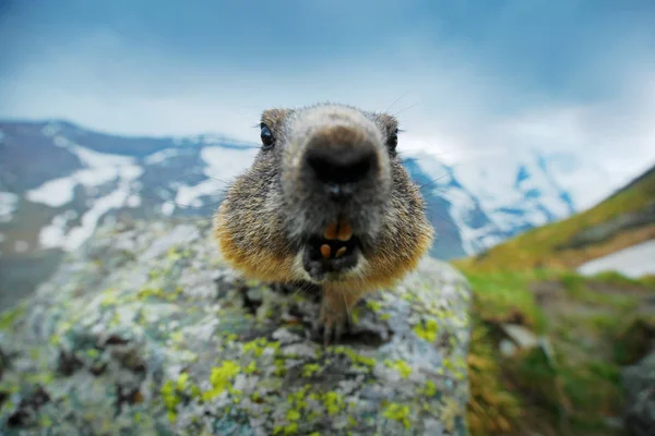 Słodkie tłuste zwierzę Marmot, siedzi w trawie z naturalnej skały siedlisko górskie, Alp, Włochy. Scena z dziką przyrodą. Zabawny obraz, detal Marmota. — Zdjęcie stockowe