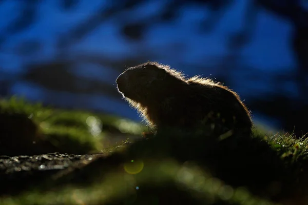 かわいい脂肪動物マルモット、自然の岩の山の生息地、アルプス、イタリアでは草の中に座っている。野生の自然からの野生動物のシーン。面白い画像,マルモットの詳細. — ストック写真