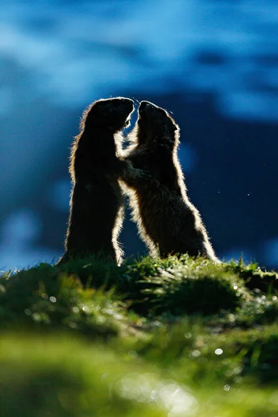 Cute fat animal Marmot, sitting in the grass with nature rock mountain habitat, Alp, Italy. Wildlife scene from wild nature. Funny image, detail of Marmot.