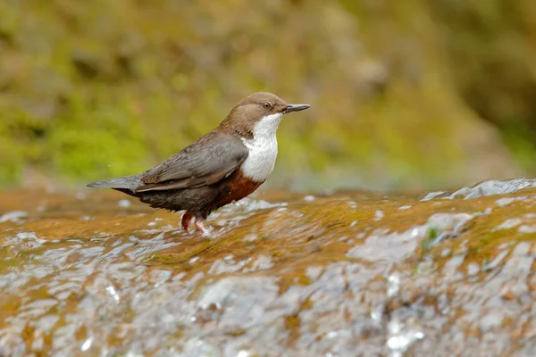 White-throated Dipper, Cinclus cinclus, brown bird with white throat in the river, waterfall in the background, animal behavior in the nature habitat, with food in the bill, nesting time, wildlife Ger — Stock Photo, Image