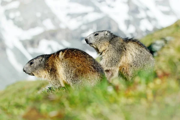 Bonito animal gordo Marmot, sentado na grama com natureza habitat de montanha de rocha, Alp, Itália. Cena de vida selvagem da natureza selvagem. Imagem engraçada, detalhe de Marmot. — Fotografia de Stock