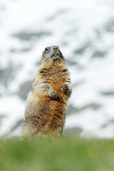 かわいい脂肪動物マルモット、自然の岩の山の生息地、アルプス、イタリアでは草の中に座っている。野生の自然からの野生動物のシーン。面白い画像,マルモットの詳細. — ストック写真