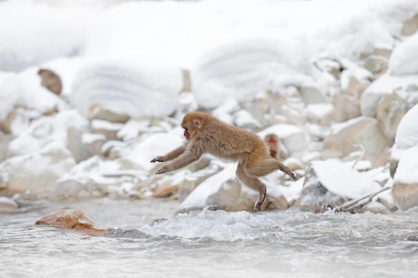 Monkey Japanese macaque, Macaca fuscata, jumping across the river, Japan. Snowy winter in Asia. Funny nature scene with monkey. Animal behaviour in cold winter. — Stock Photo, Image