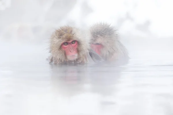 Família na água do spa Macaco Macaco Japonês, Macaca fuscata, retrato de rosto vermelho na água fria com nevoeiro, animal no habitat da natureza, Hokkaido, Japão. Lente de ângulo largo foto com habitat natural . — Fotografia de Stock