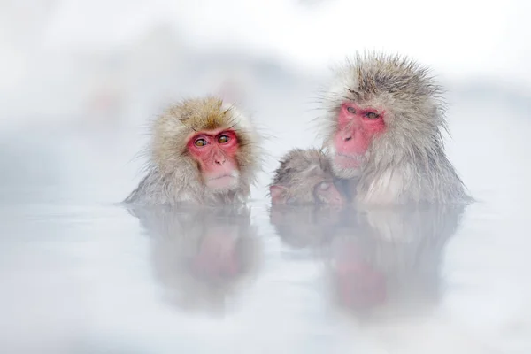 Familj i Spa vattenapan japanska makak, Macaca fuscata, rött ansikte porträtt i kallt vatten med dimma, djur i naturen Habitat, Hokkaido, Japan. Vidvinkelobjektiv foto med naturen Habitat. — Stockfoto