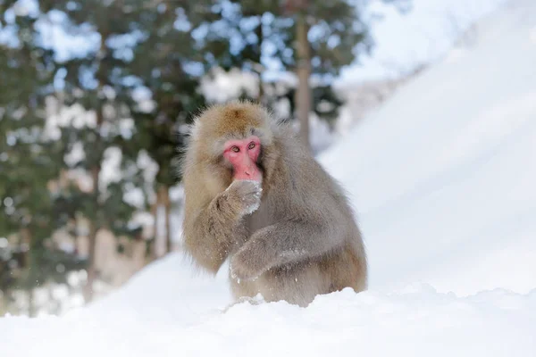 Family in the spa water Monkey Japanese macaque, Macaca fuscata, red face portrait in the cold water with fog, animal in the nature habitat, Hokkaido, Japan. Wide angle lens photo with nature habitat.