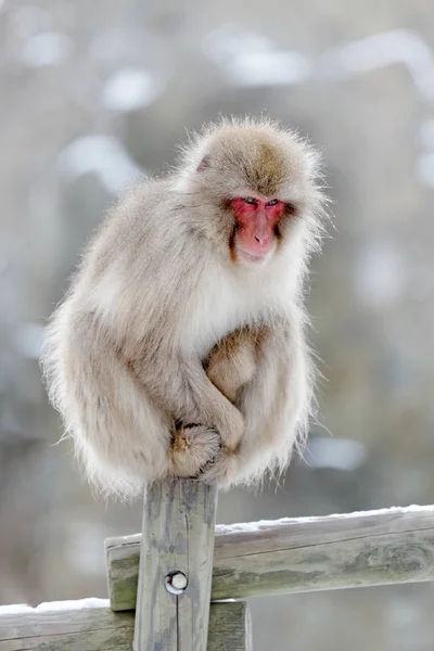 Spa su Aile Monkey Japon makak, Macaca fuscata, sis ile soğuk suda kırmızı yüz portre, doğa habitat hayvan, Hokkaido, Japonya. Doğa habitat ile geniş açılı lens fotoğraf. — Stok fotoğraf