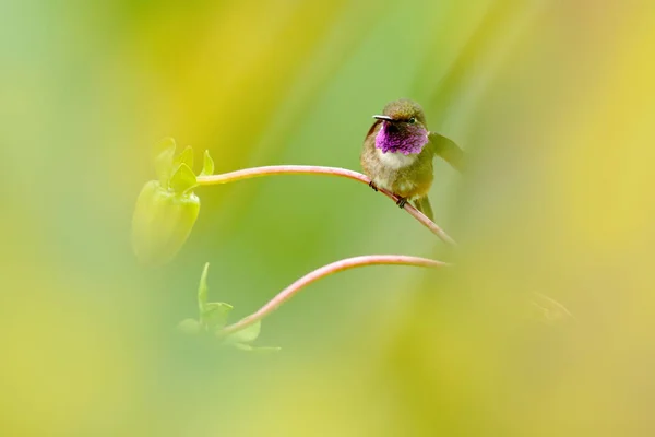 분홍색 꽃이 있는 두 마리의 벌새가 날아다닌다. 플라이트 오브 퍼플-t — 스톡 사진