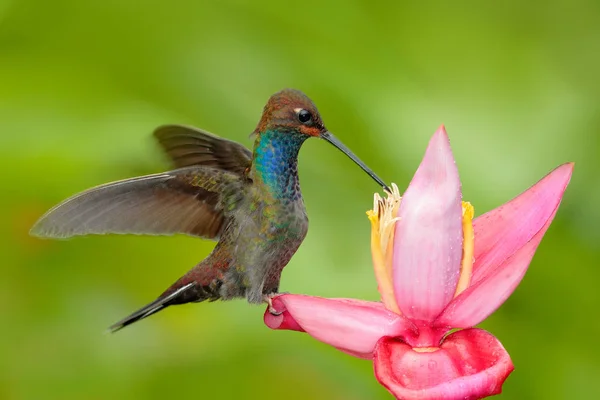 花でハチドリ。ルフォスギャップヒルスター、ウロクロアブーゲリ、ピンの花、緑と黄色の背景、ピンクの花から蜜を吸う鳥、コロンビア。熱帯の自然から来た野生動物. — ストック写真