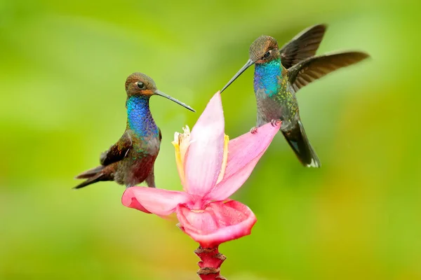 Κολιμπρί με λουλούδι. Rufous-Καταδειχμένους Χίλσταρ, Ουτσιρόα μπουγκουέρι, σε λουλούδι ping, πράσινο και κίτρινο φόντο, νέκταρ που ρουφάει το πουλί από ροζ άνθιση, Κολομβία. Άγρια πανίδα από τροπική φύση. Ζεύγη πτηνών. — Φωτογραφία Αρχείου