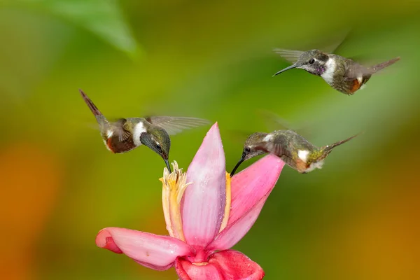 Ónos madár rózsaszín virág. Három kolibri virágos, a repülés. Flight a lila-throated woodstar, Calliphlox mitchellii, a virágos virág, Kolumbia, vadvilág a Tropic Jungle. — Stock Fotó