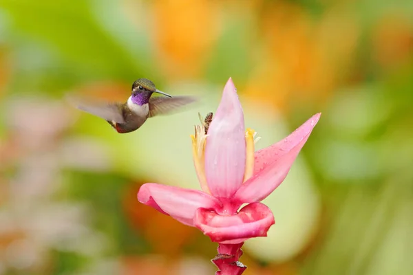 Humminbird frm Kolumbia a virágzó virág, Kolumbia, vadvilág a trópusi dzsungelben. Vadvilági jelenet a természetből. Kolibri rózsaszín virággal, repülés közben. — Stock Fotó