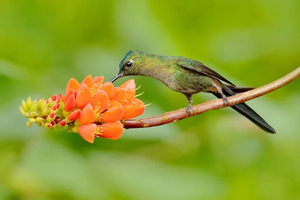 Koliber frm Kolumbia w kwitnącym kwiecie, Kolumbia, dzika przyroda z tropikalnej dżungli. Scena z przyrodą. Koliber z różowym kwiatem, w locie. — Zdjęcie stockowe