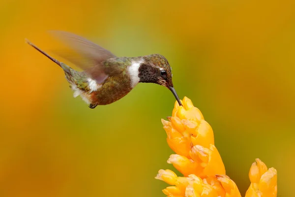 Humminbird z Kolumbie v rozkvetlém květu, Kolumbie, divoká zvěř z tropické džungle. Divoká příroda z přírody. kolibřík s růžovým květem, za letu. — Stock fotografie