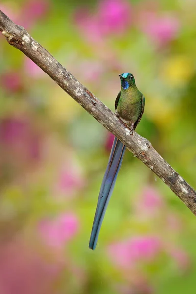 花の咲くコロンビアからのハチドリ、コロンビア、熱帯ジャングルからの野生生物。自然からの野生動物のシーン。ピンクの花とハチドリ、飛行中. — ストック写真