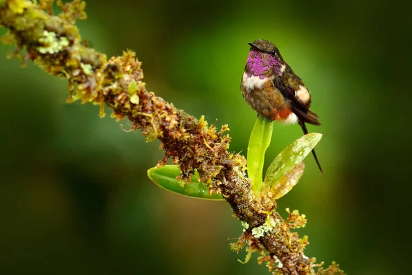 Humminbird frm Colombia  in the bloom flower, Colombia, wildlife from tropic jungle. Wildlife scene from nature. Hummingbird with pink flower, in flight. — Stock Photo, Image