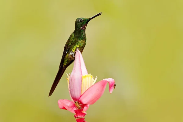 Koliber frm Kolumbia w kwitnącym kwiecie, Kolumbia, dzika przyroda z tropikalnej dżungli. Scena z przyrodą. Koliber z różowym kwiatem, w locie. — Zdjęcie stockowe