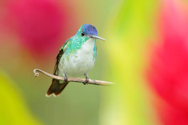 Hummingbird from Colombia. Andean Emerald, Amazilia franciae, with pink red flower, clear green background, Colombia. Wildlife scene from nature. Hummingbird in the tropic jungle forest. — Stock Photo, Image