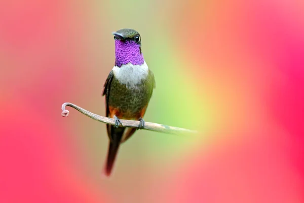 꽃 꽃, 콜롬비아, 열대 정글에서 야생 동물콜롬비아에서 벌새. 자연에서 야생 동물 장면입니다. 분홍색 꽃과 벌새, 비행. 보라색 목이 있는 우드스타 칼리플록스 미첼리. — 스톡 사진