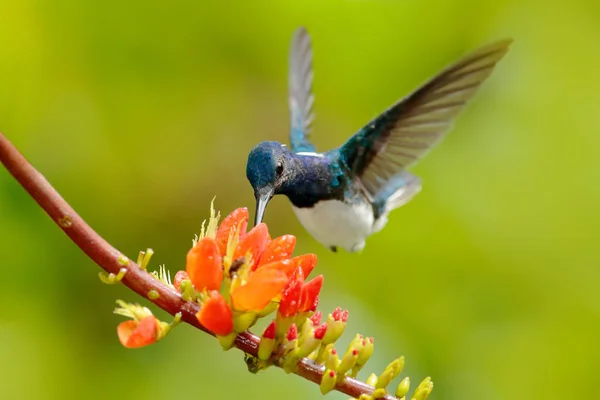 White-necked Jacobin, Florisuga Mellivora, blauwe en witte vogeltje kolibrie vliegen naast prachtige oranje bloem met groene en Oranjewoud achtergrond, Colombia. — Stockfoto