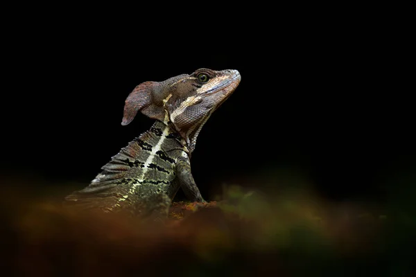 Basilišská ještěrka, basiliscus Basilia, detail detailní portrét v přírodním habitatu. Krásná hlava vzácných ještěrek, ústa. Zvíře z tropické části střední Ameriky, tmavě černé pozadí — Stock fotografie